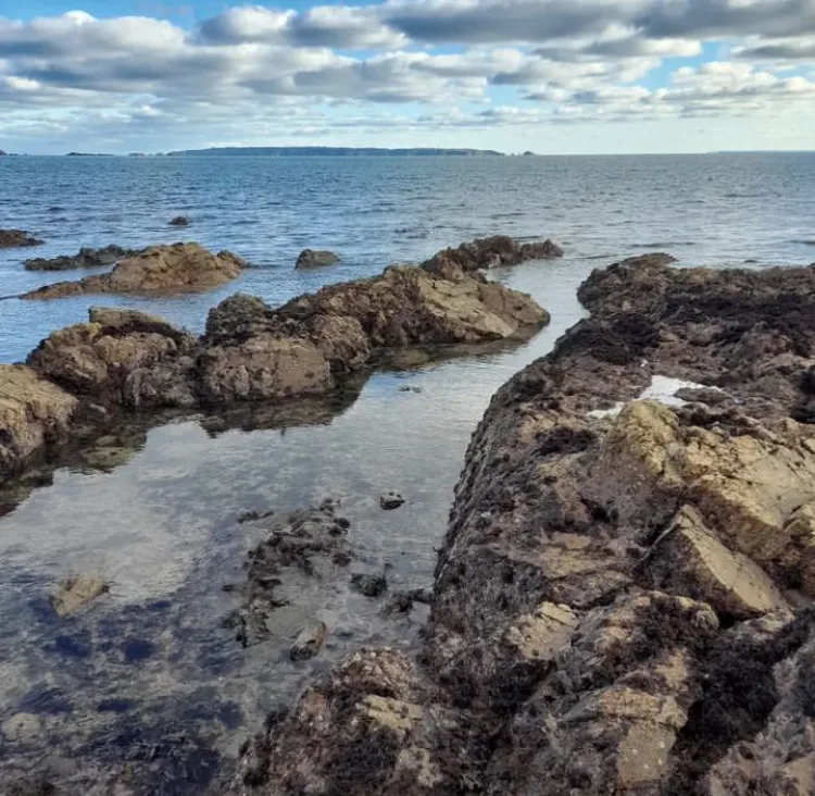Sea foraging walk along the rocky shore - Jersey