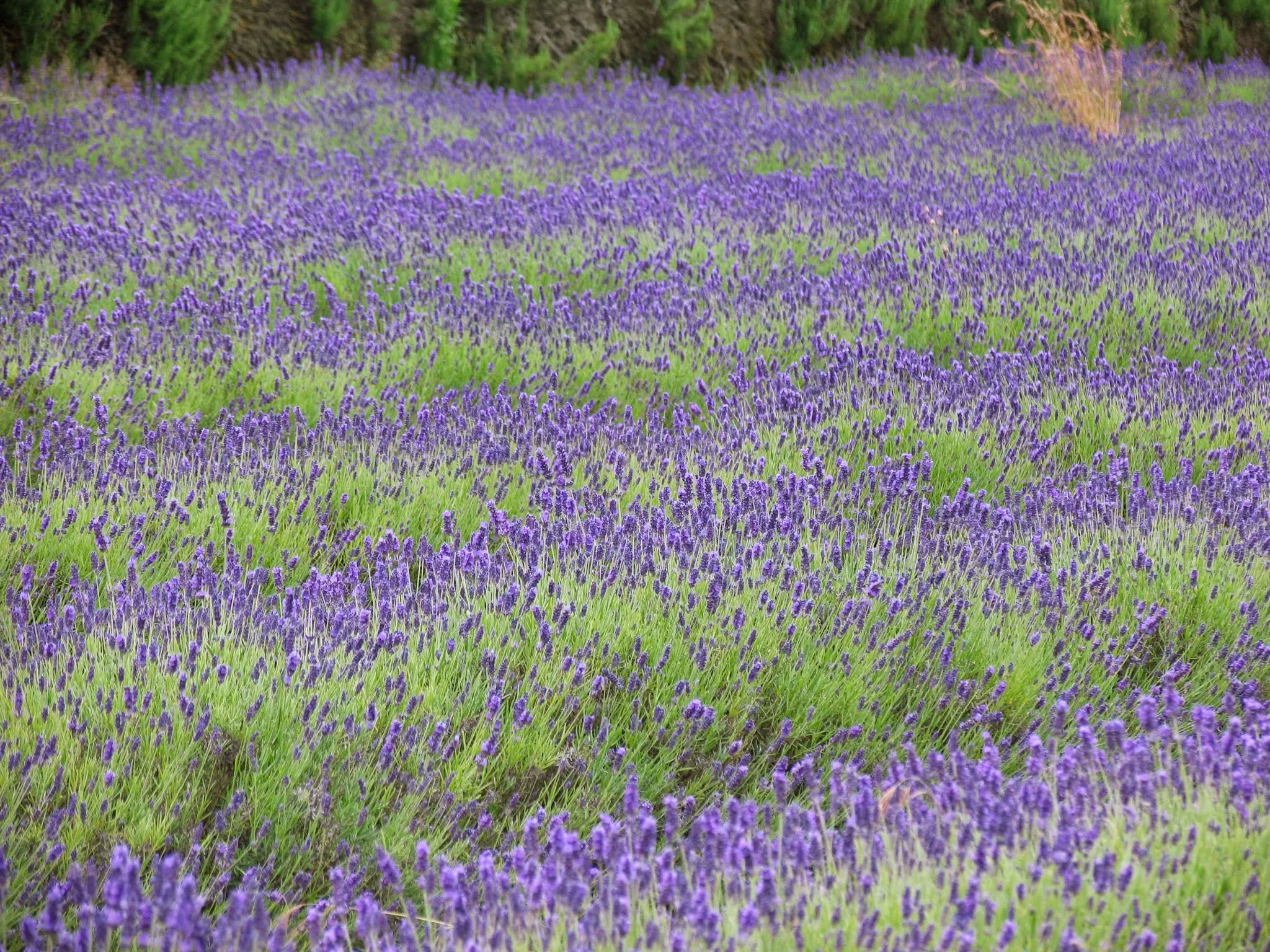 Jersey Lavender Farm — Jersey