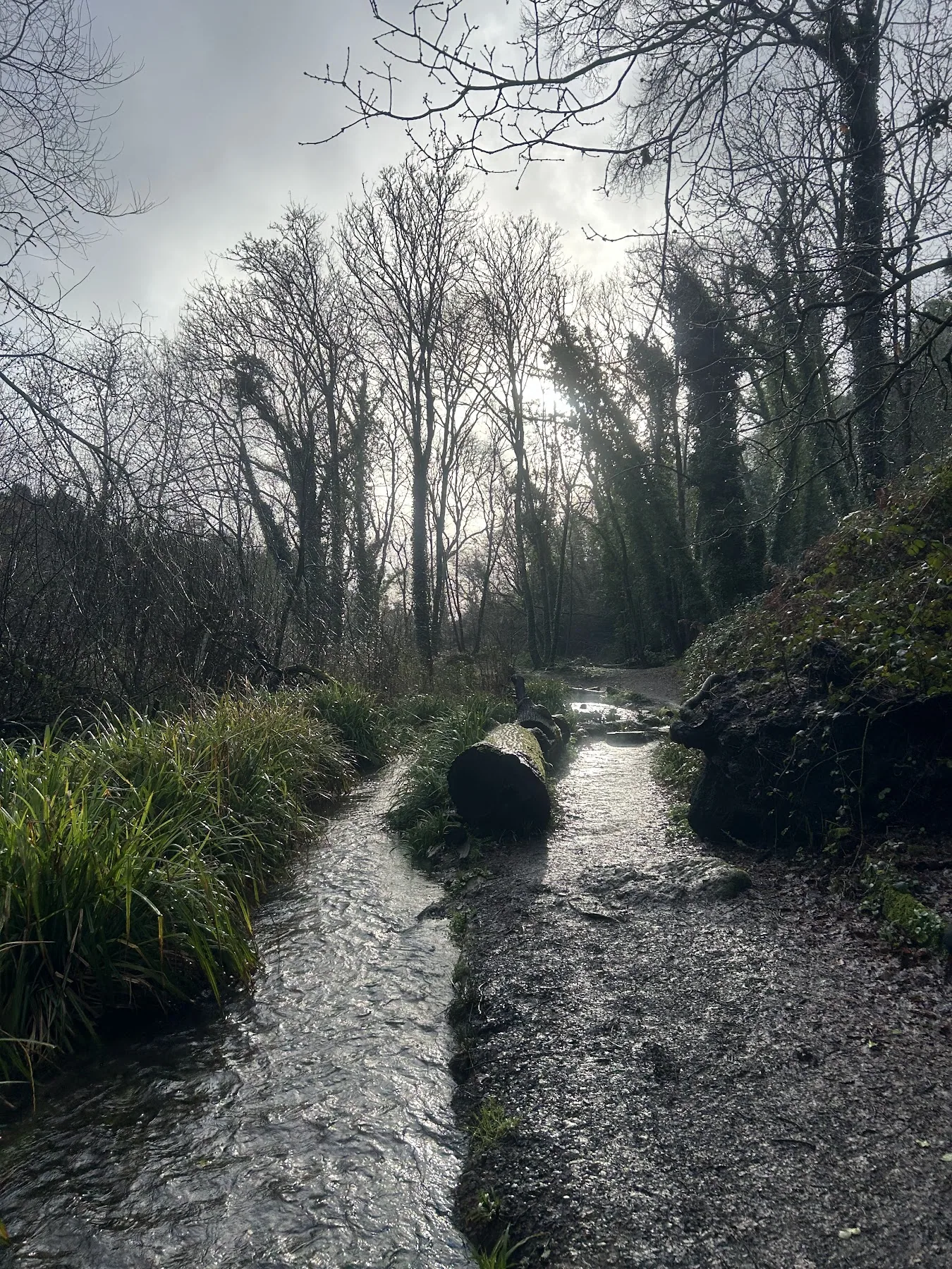 St Catherine's Woods - Jersey